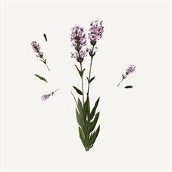 Panier Håndkrem - Lavendel - Bilde 4