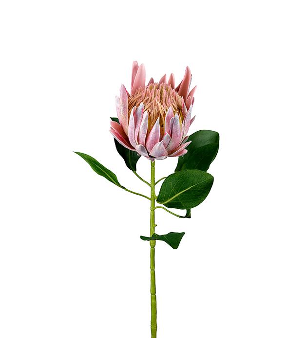 Protea 70 cm rosa