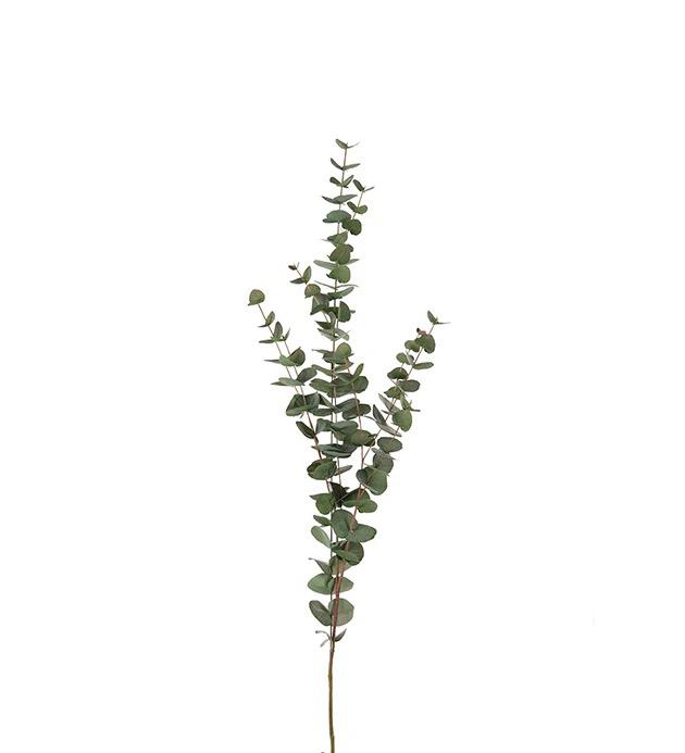 Eucaluptus 120 cm
