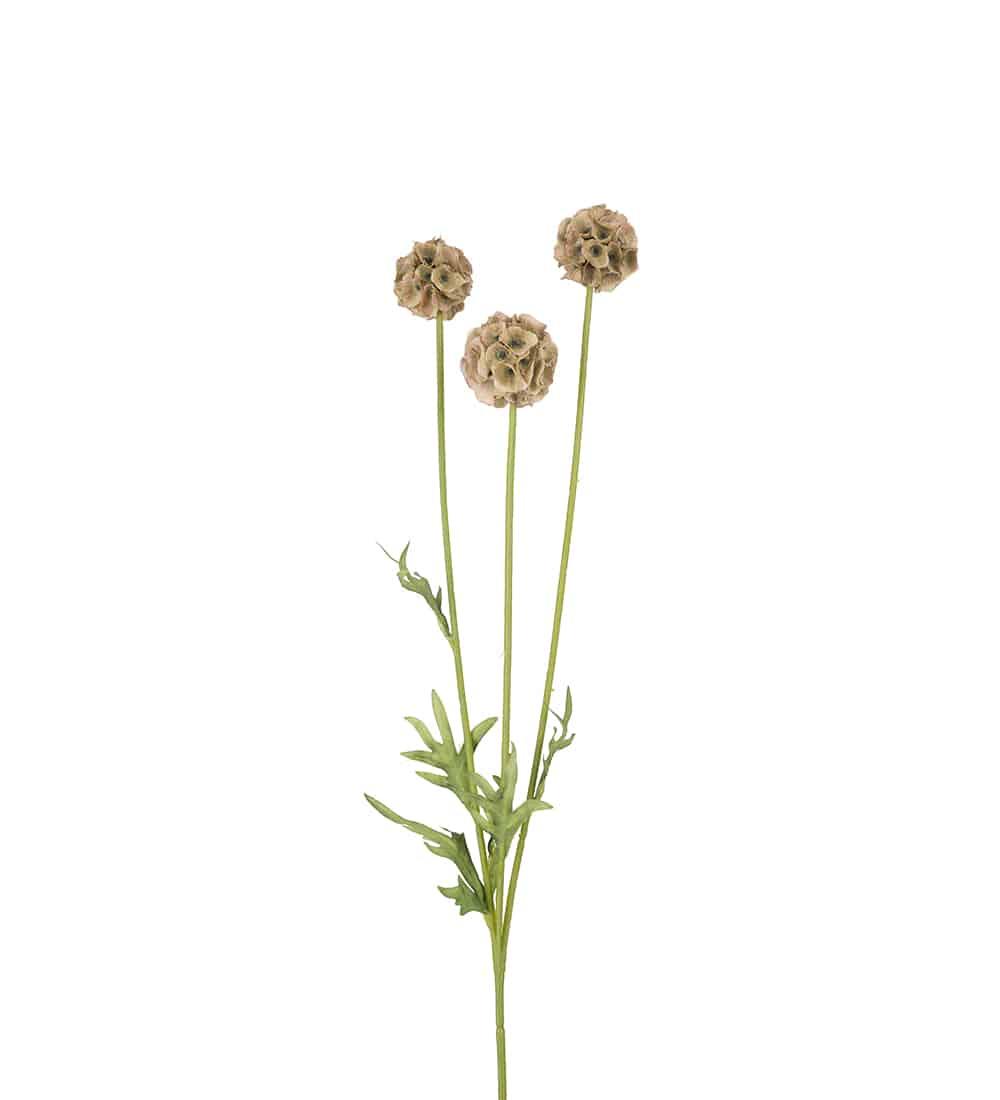 Blomst - Scabiosa H60cm