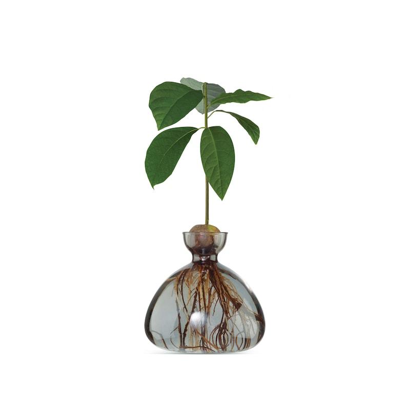 Avocado Vase Smoke Grey