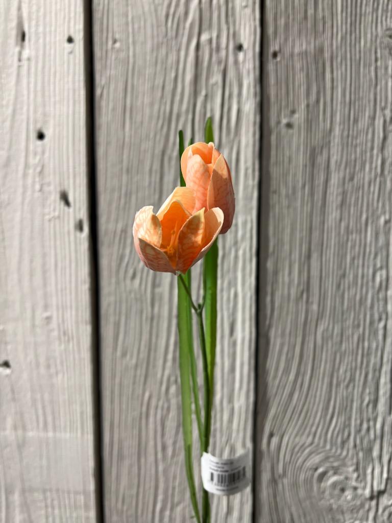 Fritallaria Rosa 50 cm