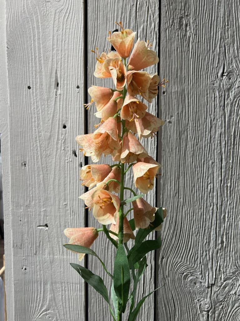 Fritillaria Rosa 88 cm