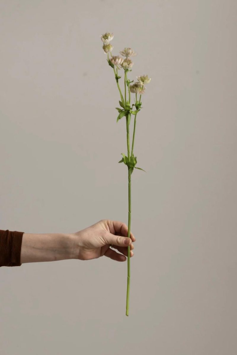 Blomst - Stjerneskjerm H55cm