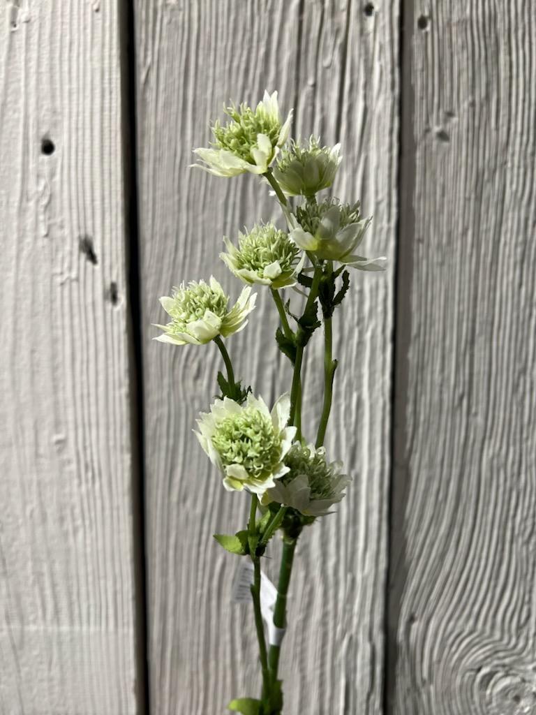 Stjerneskjerm Hvit 55 cm