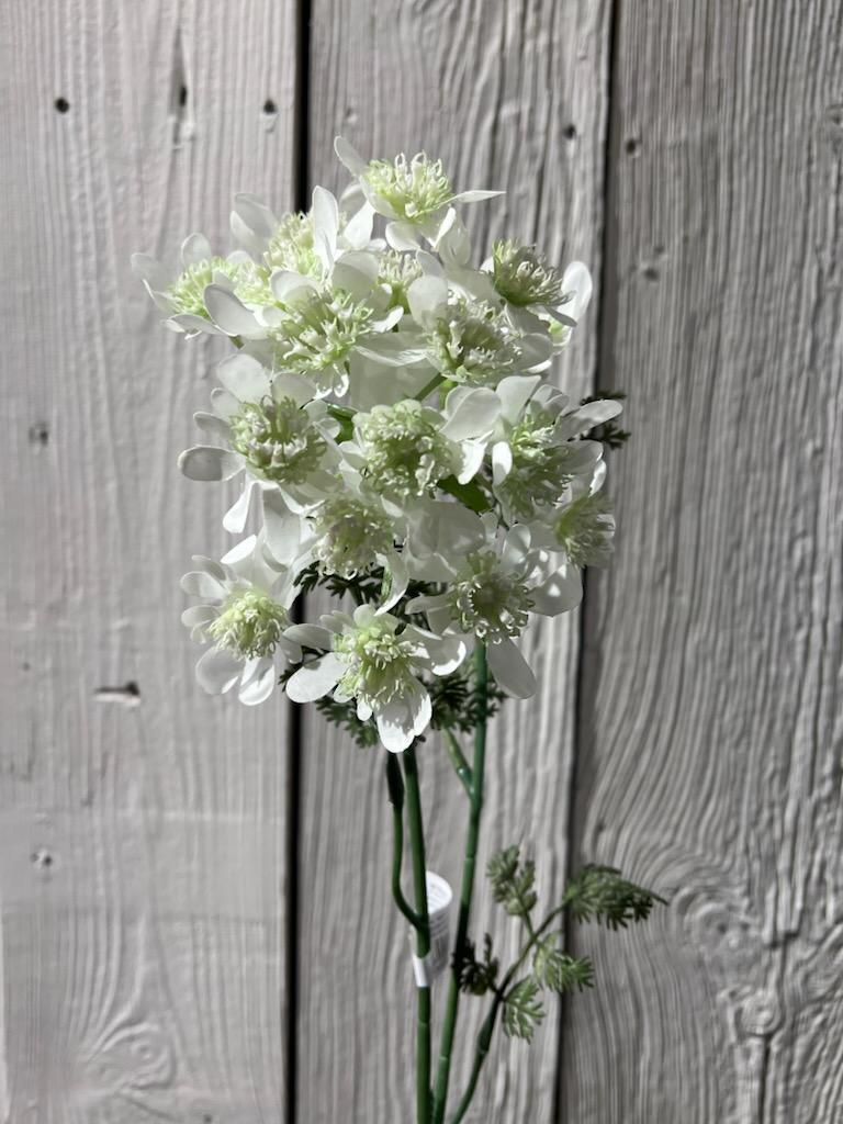 Blomsterkørvel Hvit 75 cm