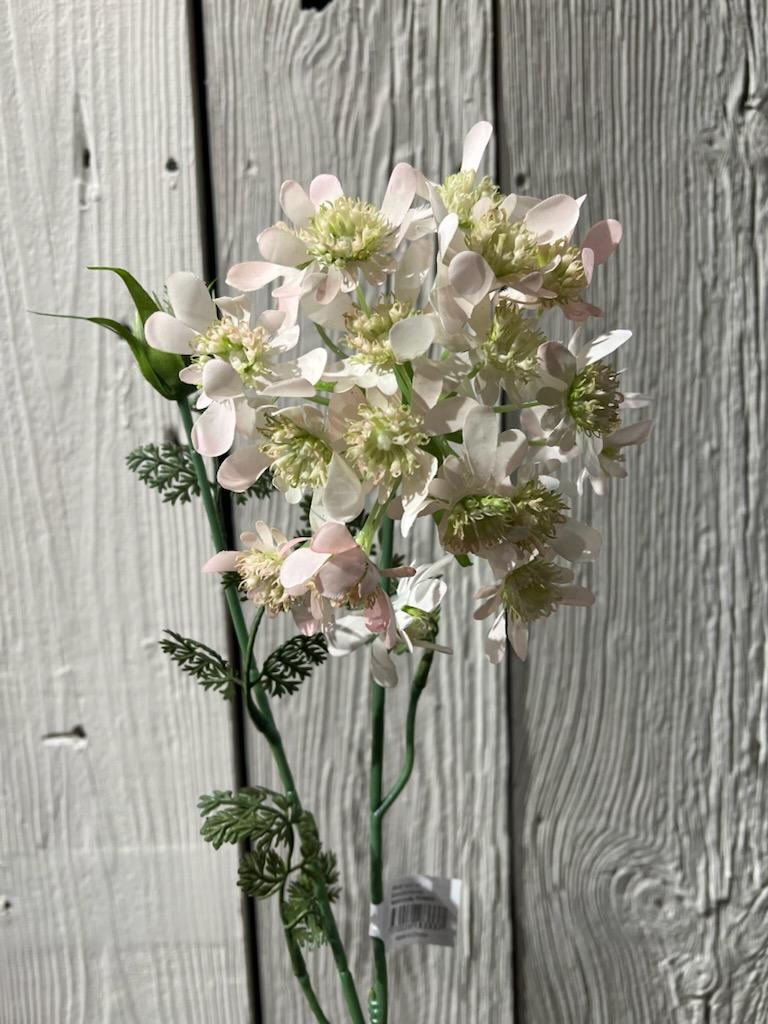 Blomsterkørvel Lys Rosa 75 cm