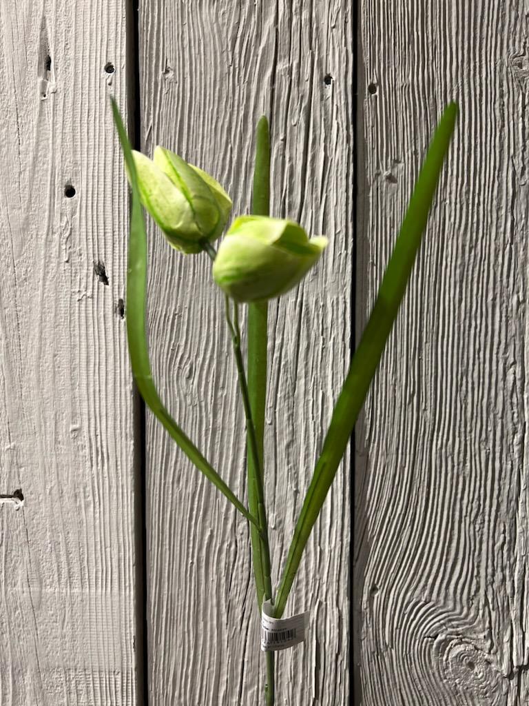 Fritallaria Grønn 50 cm