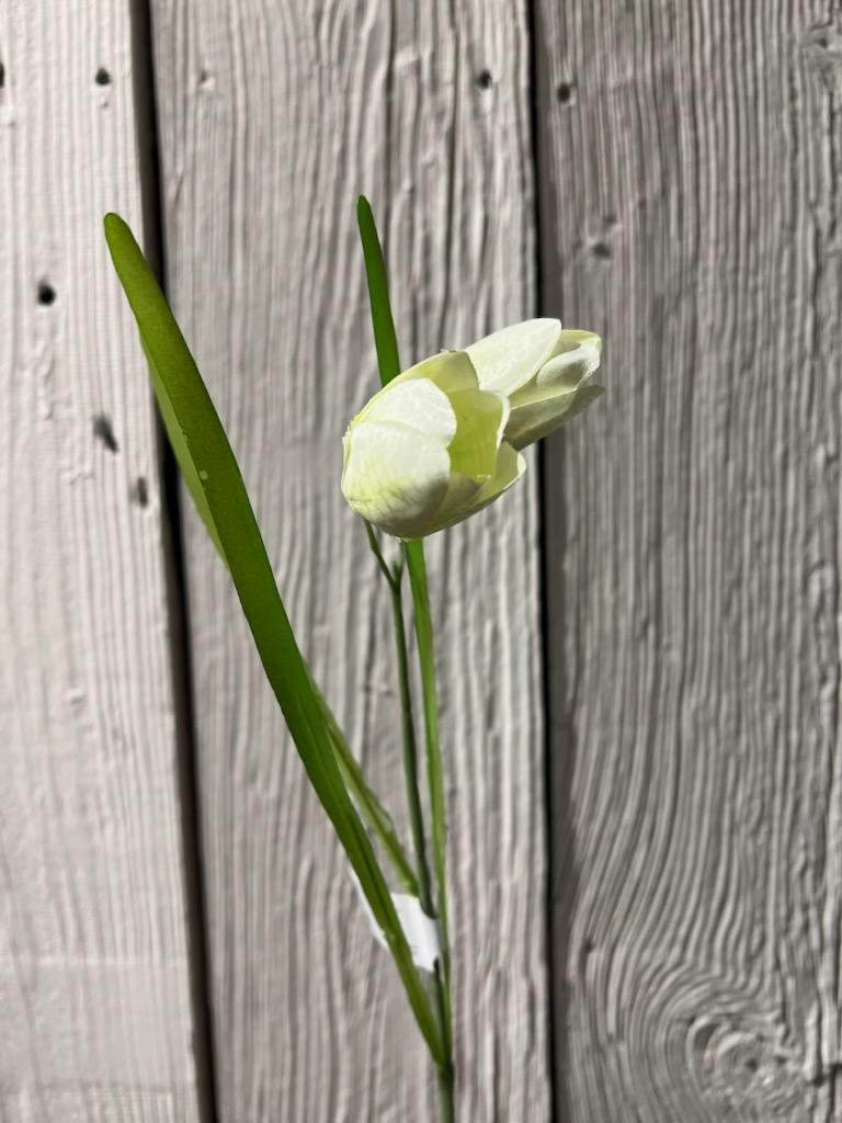 Fritallaria Hvit 50 cm