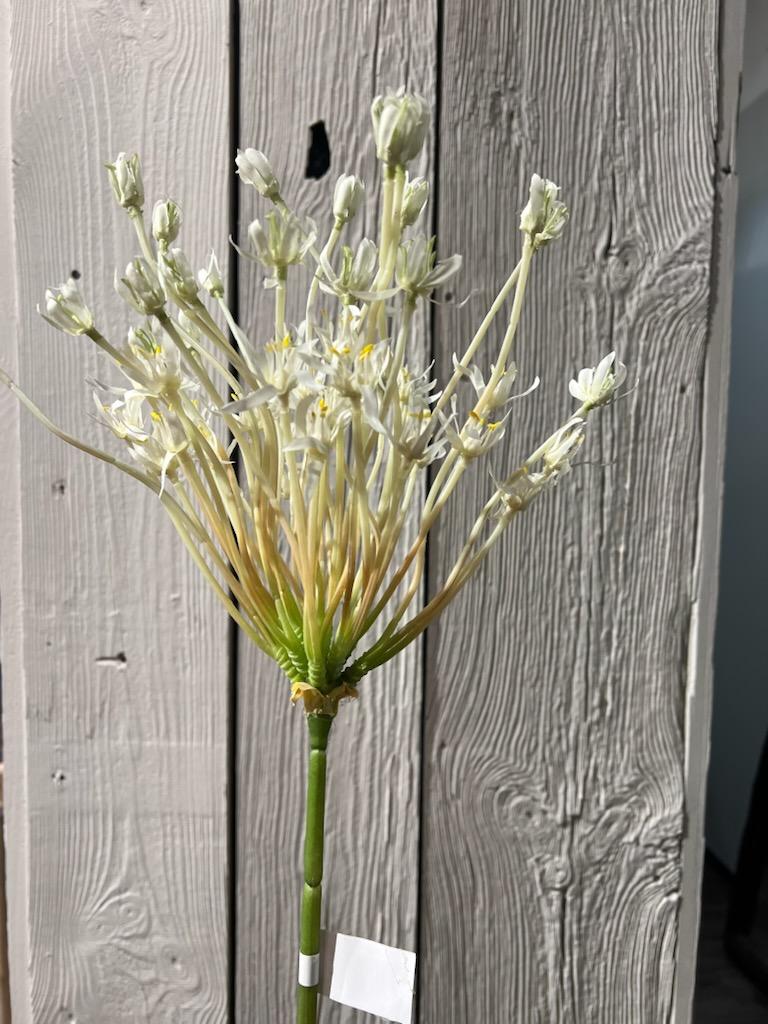 Allium Hvit 105 cm