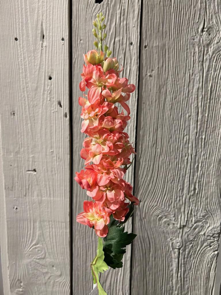 Delphinium Rosa - 72 cm