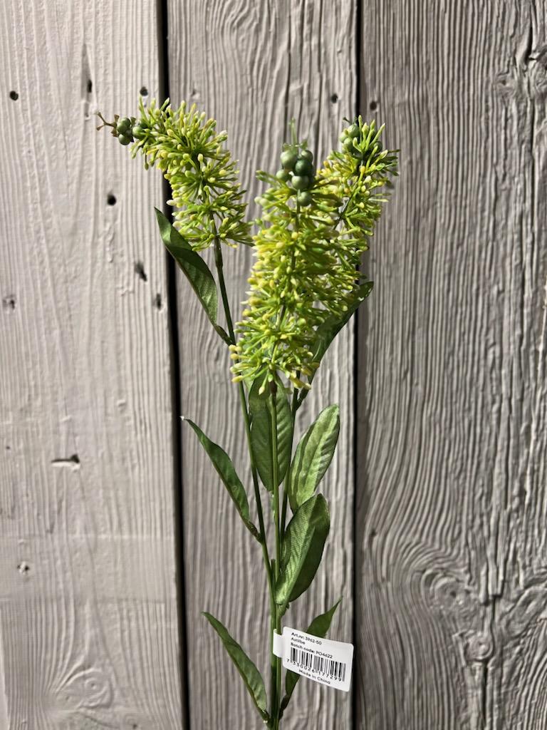 Astilbe 70 cm