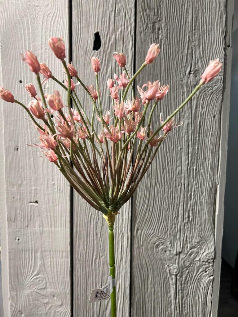 Allium Rosa 105 cm