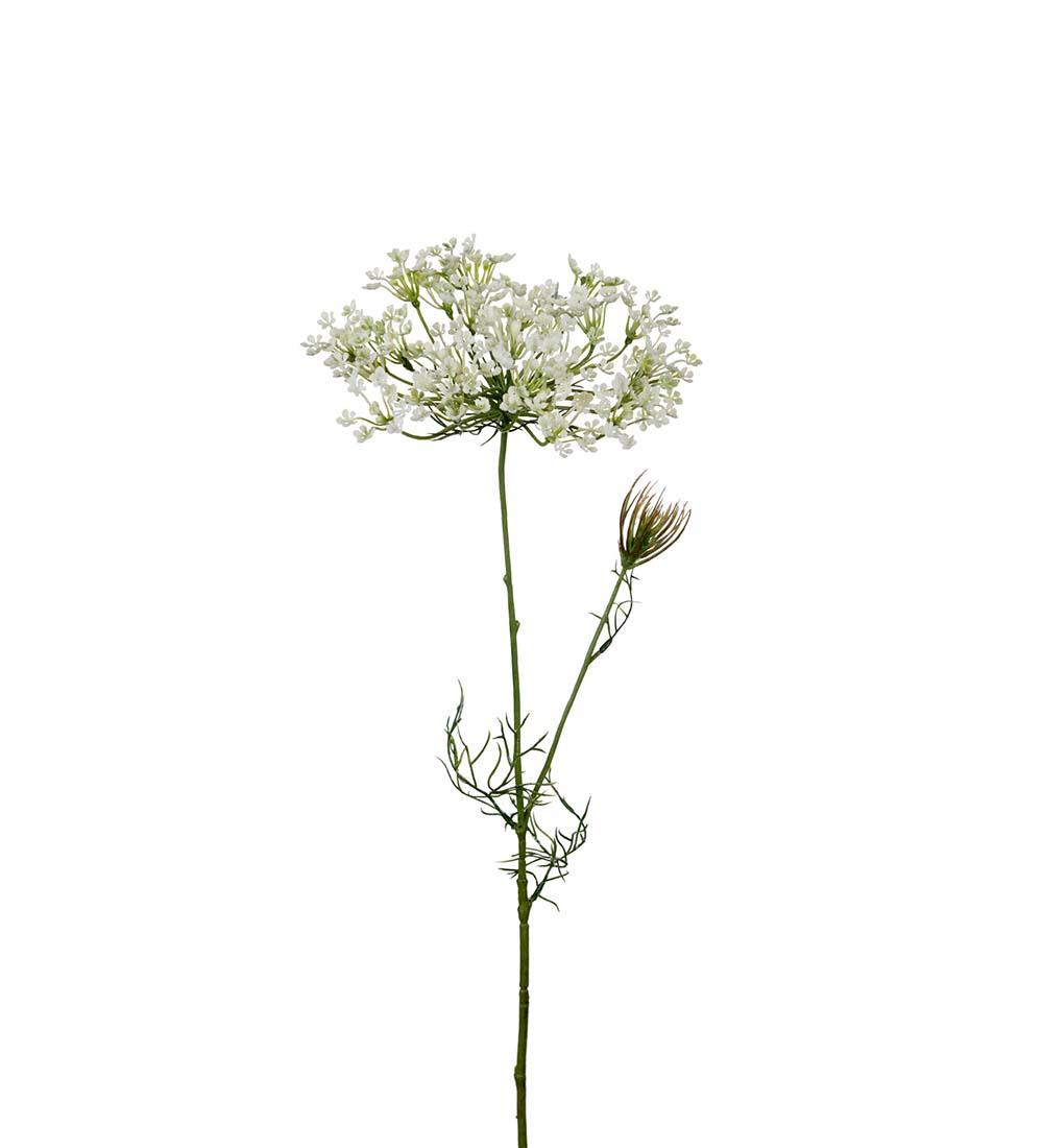 Allium Hvit 75 cm