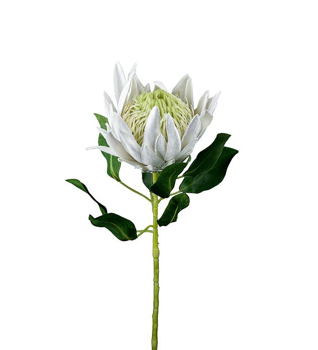 Protea 70cm hvit