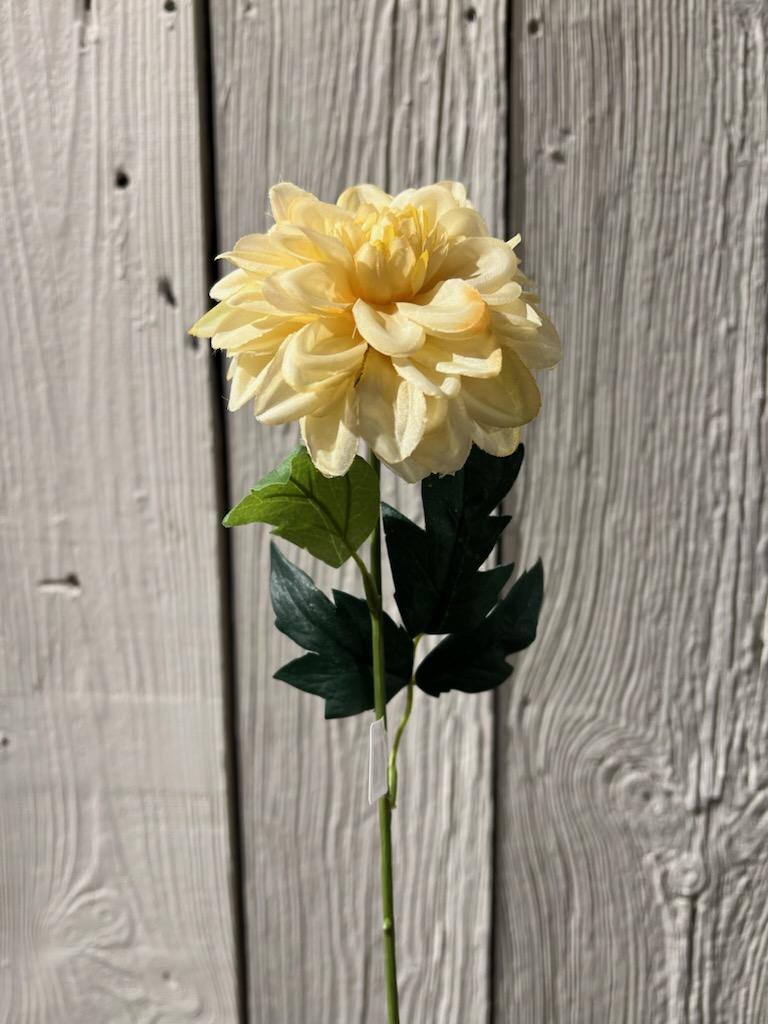 Zinna 45 cm