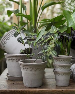 Potte - Københavner m/skål Grey 21 cm
