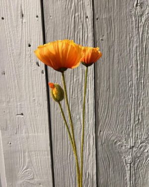 Valmue Orange 75 cm