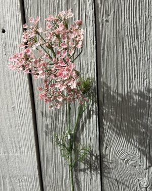 Allium Rosa 75 cm