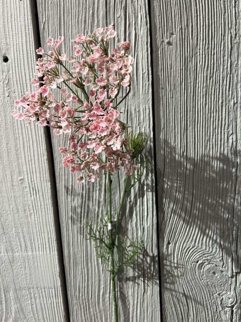 Allium Rosa 75 cm