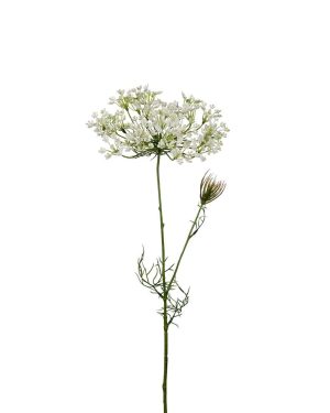Allium Hvit 75 cm