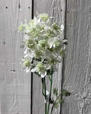 Blomsterkørvel Hvit 75 cm
