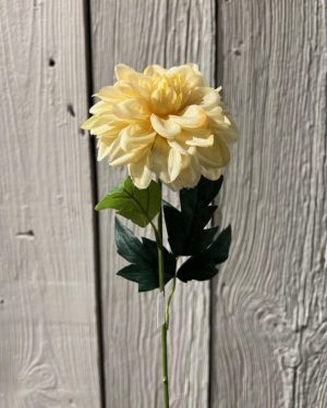 Zinna 45 cm