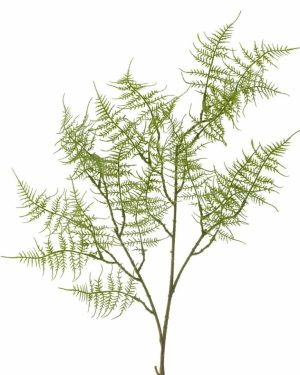 Fern Grønn Stilk