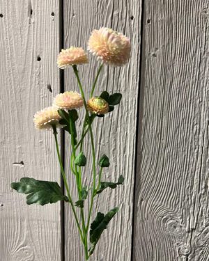 Chrysanthemum Lys rosa - 60 cm