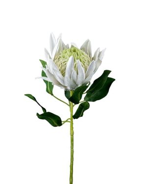 Protea 70cm hvit