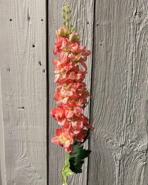 Delphinium Rosa - 72 cm