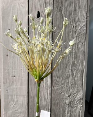 Allium Hvit 105 cm