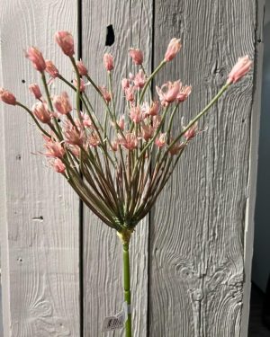 Allium Rosa 105 cm