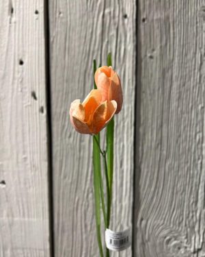 Fritallaria Rosa 50 cm