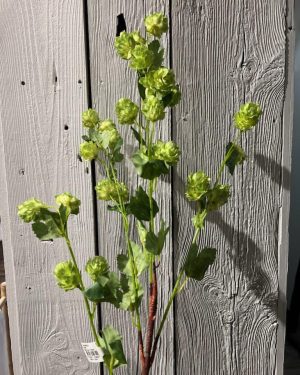 Humle 80 cm