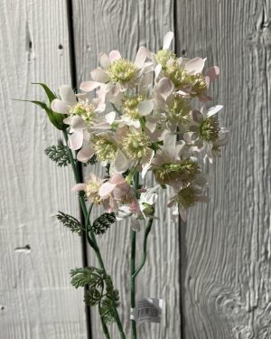 Blomsterkørvel Lys Rosa 75 cm