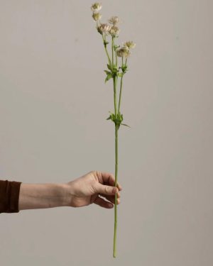 Blomst - Stjerneskjerm H55cm