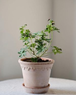Potte - Københavner m/skål Rose 12 cm