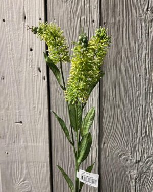 Astilbe 70 cm