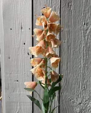 Fritillaria Rosa 88 cm