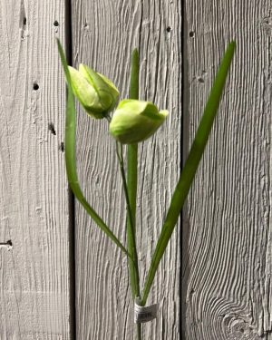 Fritallaria Grønn 50 cm