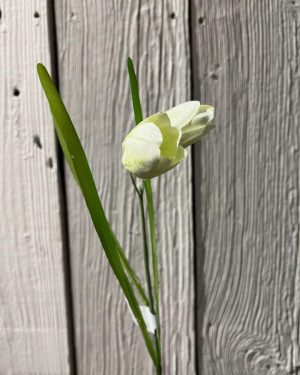 Fritallaria Hvit 50 cm