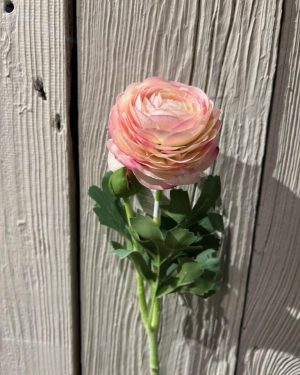 Ranuncel Lys rosa 50cm