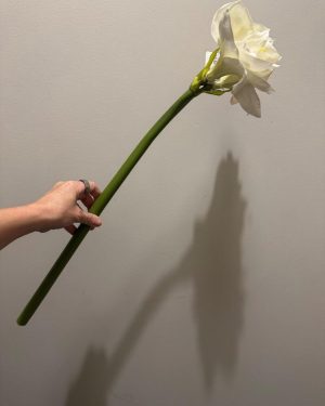 Kunstig hvit amaryllis, 60 cm