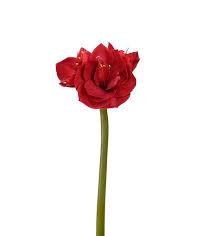 Kunstig rød amaryllis, 60 cm