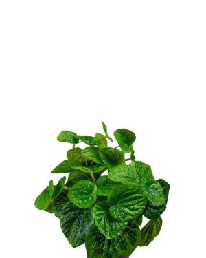 Kunstig grønn Peperomia 25 cm